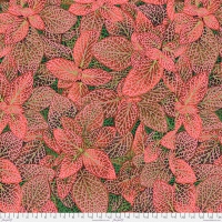 Fittonia Red (August 2024 PRE-ORDER)