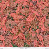 Fittonia Red (August 2024)