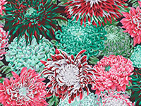 Japanese Chrysanthemum Blush
