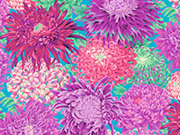 Japanese Chrysanthemum Magenta