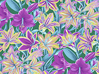 Amaryllis Multi